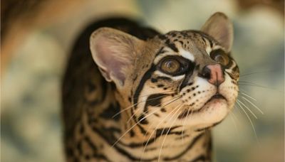 Le chat des Andes, un petit félin méconnu