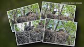 Rare sighting of four eaglets near Mississippi River