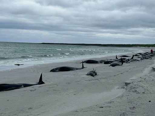 More than 70 whales wash up on Scots beach in 'biggest mass stranding in years'