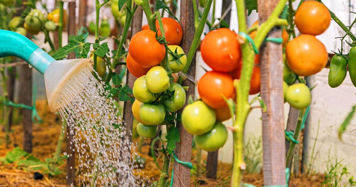 Tomato plants will thrive when watered at specific time