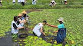 信義房屋推綠色生態 攜志工助美濃湖水雉復育 | 蕃新聞