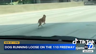Watch: Drivers catch dog running loose on downtown Los Angeles freeway