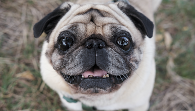 Man’s Sad but True Goodbye to His Senior Pug Is Spot-On