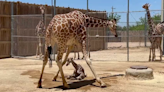 Abilene Zoo: Help us name newest baby giraffe