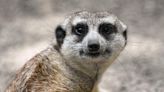 Meerkat escapes petting zoo in England