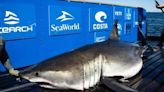 ‘Anomaly’: 1,400-pound great white shark pings offshore near Myrtle Beach