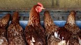 US Curbs Imports of Some Australian Poultry on Bird Flu Fears
