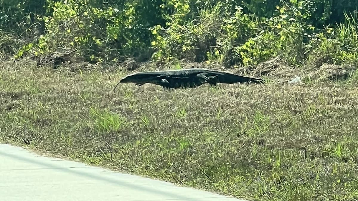Massive lizard spotted strolling in Florida: 'It was huge'