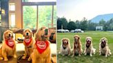 Vermont's 'Golden Getaway Weekend' Takes Large Golden Retriever Group Frolicking in the Forest