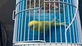 Parakeet found at Fargo school, officials searching for owner