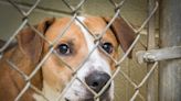 Need a new best friend? Muncie shelter plans 24-hour dog adoption event