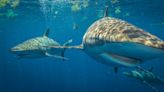 How rare is it to encounter a shark? What to know about the chances of attack