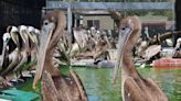 Starving pelicans since rehabilitated to be released in North Bay