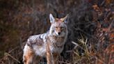 Coyotes: More sightings, so a local city adds these