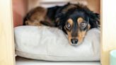 Four tips for rehoming dogs so you can save cash and give a pup a happy life