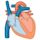 Cardiac physiology