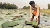 Makhana cultivation in Bihar | Running on vegetable protein