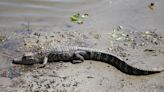 Rise in alligators near homes sparks warning for Texas pet owners