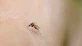 Puerto Rico Declares Epidemic of Potentially Fatal, Mosquito-Borne Dengue Fever