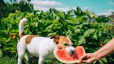 Can Dogs Eat Watermelon?