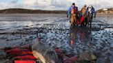 Cape Cod strands more dolphins than anywhere else. Now they're getting their own hospital