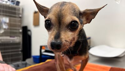 Chihuahua recovering after being found abandoned in Guelph Lake outhouse holding tank