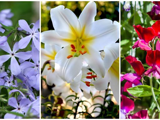 Scented plants for summer borders and containers