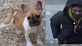 Man armed with taser steals French Bulldog in Northeast DC