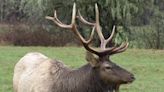 Roosevelt elk bugling, breeding season a spectacular sight at Jewell Meadows Wildlife Area