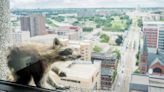 Where were you 6 years ago when the MPR raccoon scaled a St. Paul skyscraper?