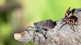 Spotted lanternflies arrived in Pa. 10 years ago; here's what experts have learned