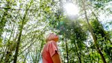 'I'm afraid they're all going to die': Beech leaf disease threatens to decimate RI forests