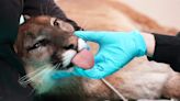 Mountain lion with fractured jaw returns to wild