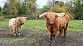 Online scammers put Muiravonside Country Park Highland cows up for sale