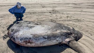 Rare 7-foot 'sunbathing' fish washes ashore in unexpected place