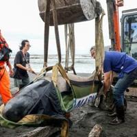 Volunteers from the Taiwan Cetacean Society use a digger to try and move a stranded dwarf sperm whale