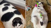 40-Lb. Rescue Cat Patches Down 15 Pounds One Year After His Adoption – See the Transformation!