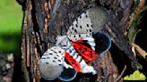 Spotted lanternfly eggs intercepted at California state line with Nevada