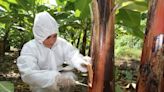 Piura: Senasa ejecuta acciones contra la plaga Fusarium, que afecta a bananos y plátanos