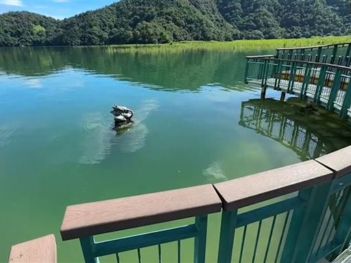 梅雨4天灌對地方！全台水庫進帳逾1億噸 日月潭蓄水率97%九蛙快滅頂了