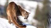 Will Coloradans Ban Mountain Lion Hunting at the Ballot Box This Fall?