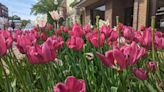 As Tulip Time attendees arrive to find many tulips past peak bloom, organizers speak on reasons and path forward