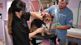 New dog grooming salon in DuBois has passion for helping shelter animals