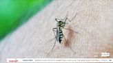MOSQUITOES IN THE HOUSE: How to prevent pest growth in your neighborhood