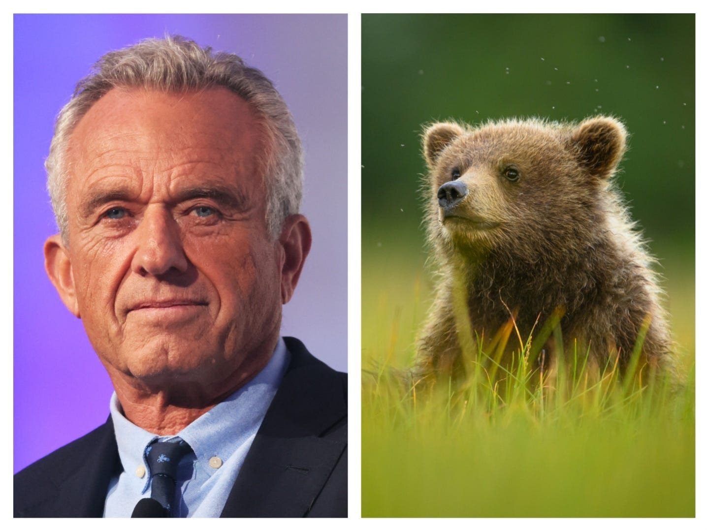 RFK Jr. says he planned to skin a dead bear cub after it was hit by a van but later dumped it in Central Park