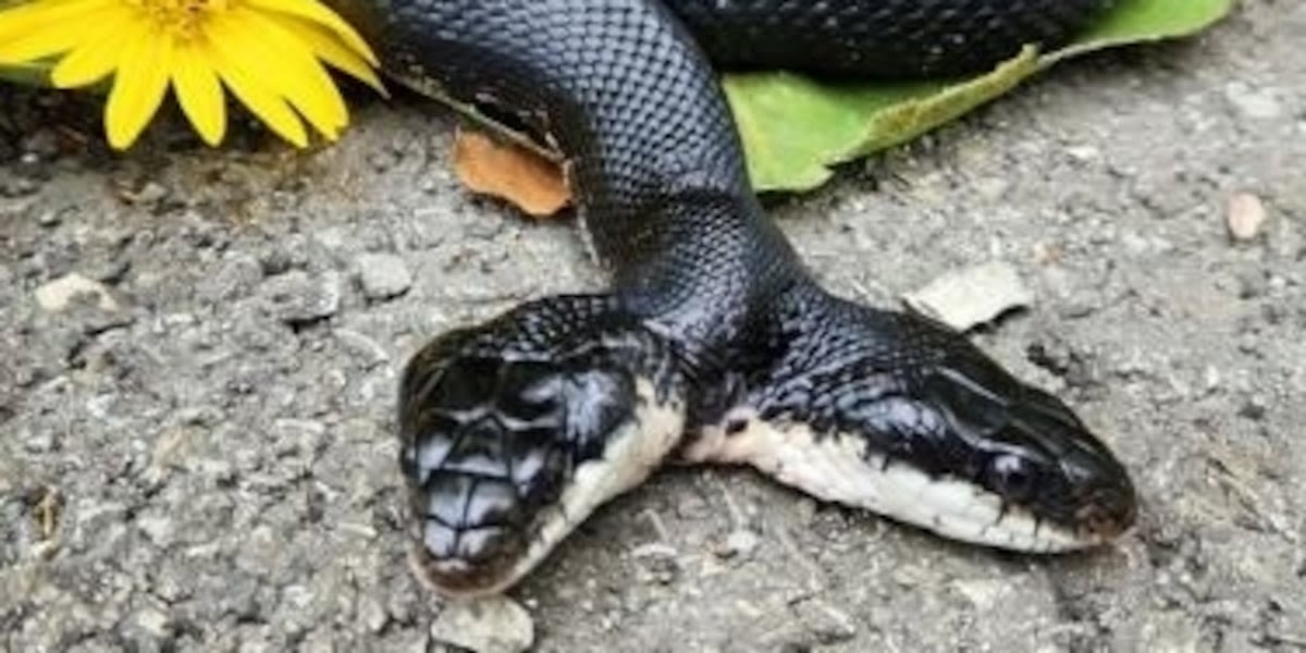 Rare 2-headed snake captivates nature center visitors