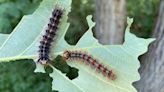 `Spongy moth' aerial spraying to begin Monday at targeted Twin Lakes, Randall sites