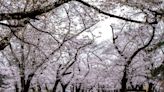 Los cerezos de Japón ahora florecen más temprano por la crisis climática inducida por los humanos