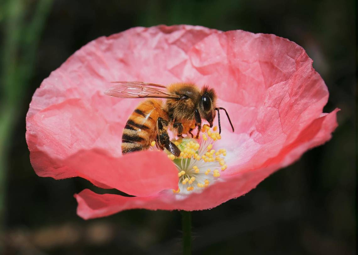 Bees & fear: the truth about these pheromone-sniffing critters & the emotions they read