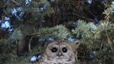 Wildfires like Rodeo-Chediski imperil Mexican spotted owls, but is forest work also a threat?